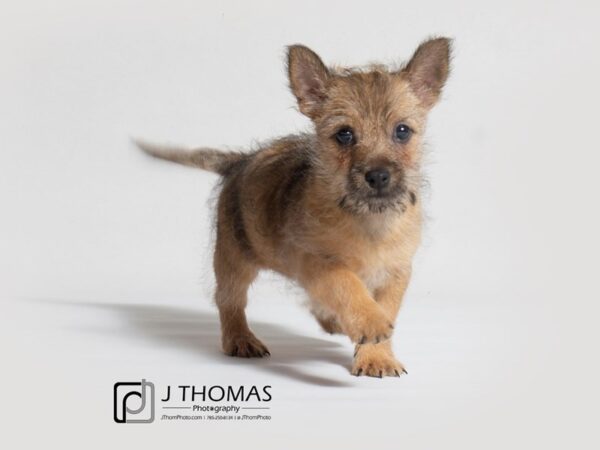 Cairn Terrier DOG Female 18368 Petland Topeka, Kansas