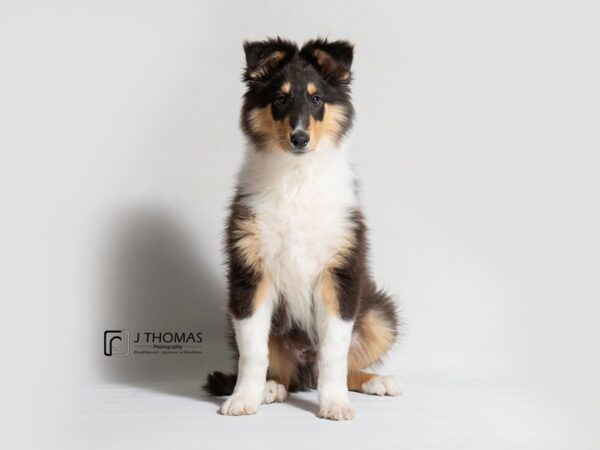 Rough Coated Collie DOG Male 18367 Petland Topeka, Kansas