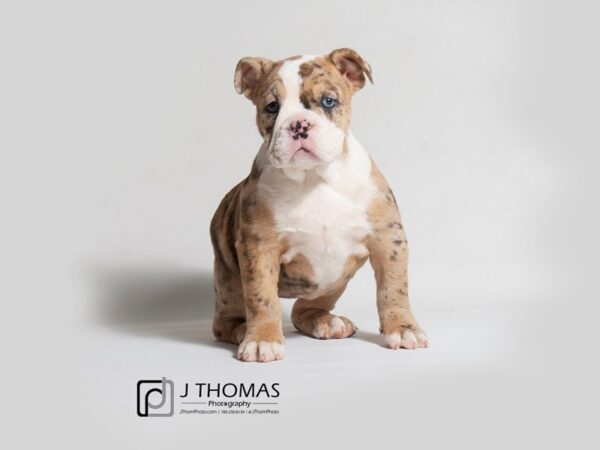 Victorian Bulldog DOG Female 18365 Petland Topeka, Kansas