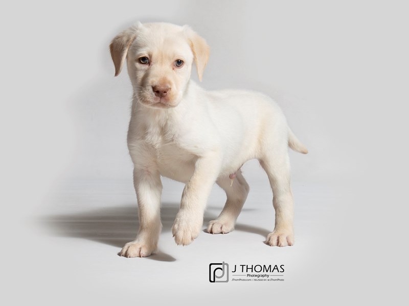 Labrador Retriever-DOG-Male--2965401-Petland Topeka, Kansas
