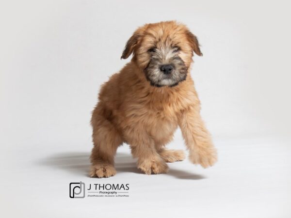 Soft Coated Wheaten Terrier DOG Female Wheaten 18363 Petland Topeka, Kansas