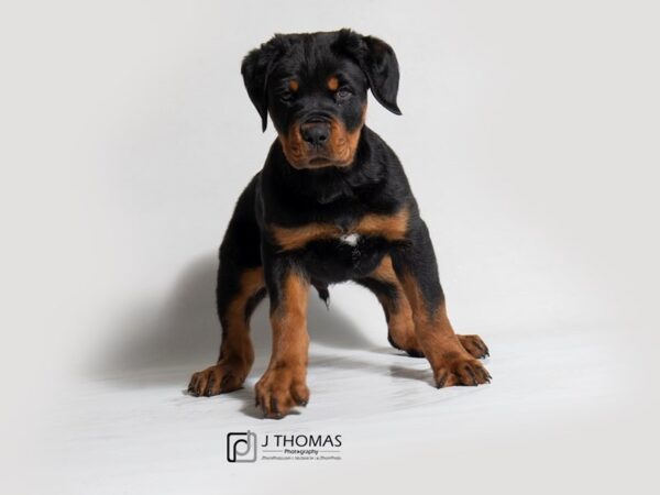 Rottweiler-DOG-Male-Black / Rust-18362-Petland Topeka, Kansas