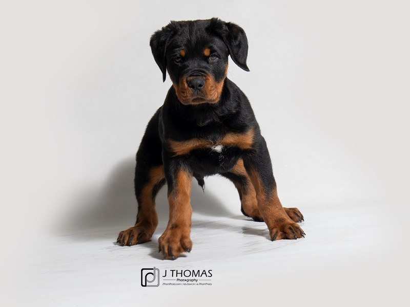 Rottweiler-DOG-Male-Black / Rust-2963923-Petland Topeka, Kansas