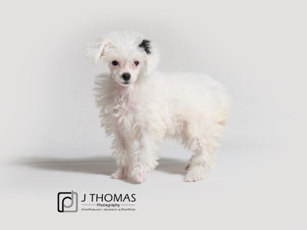 Poodle DOG Female White / Black 18361 Petland Topeka, Kansas