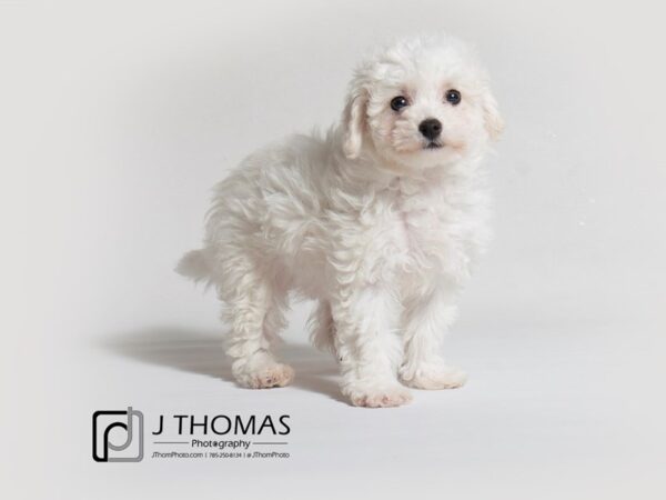 Bichon Frise DOG Female White 18360 Petland Topeka, Kansas