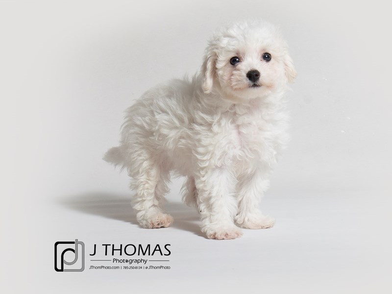 Bichon Frise-DOG-Female-White-2963879-Petland Topeka, Kansas