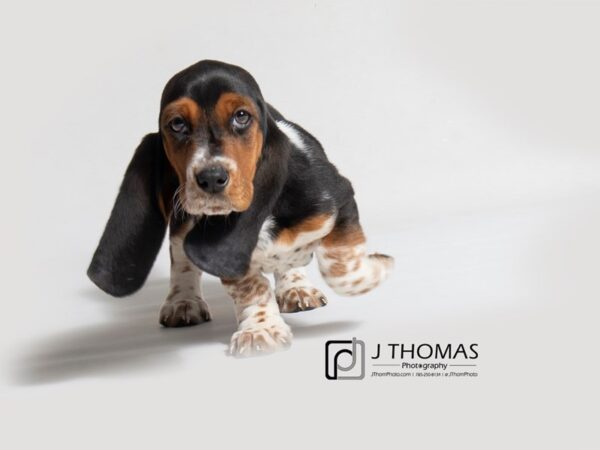 Basset Hound-DOG-Female--18357-Petland Topeka, Kansas