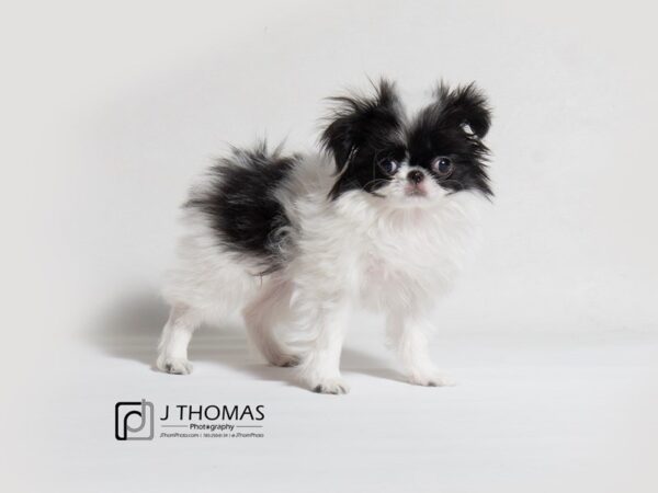 Japanese Chin DOG Female Black / White 18338 Petland Topeka, Kansas