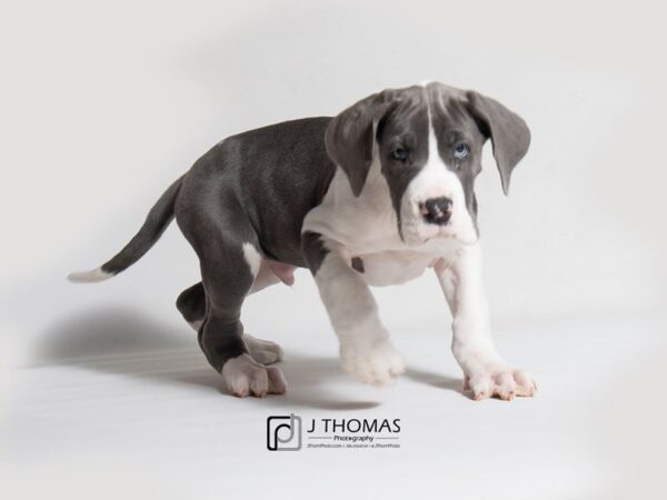 Great Dane DOG Male Blue Merle 18322 Petland Topeka, Kansas