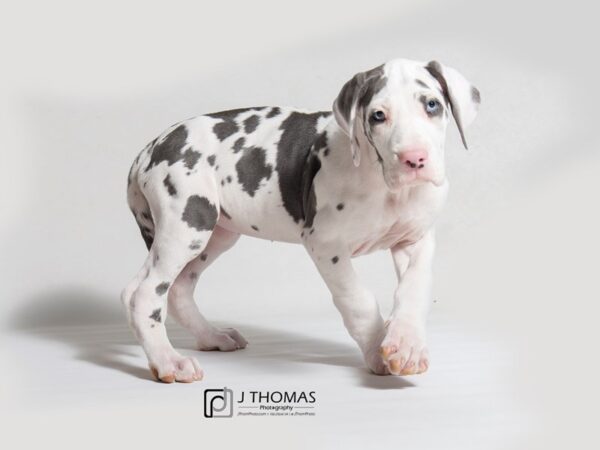 Great Dane-DOG-Female-Blue Merle-18315-Petland Topeka, Kansas