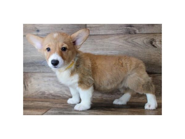 Pembroke Welsh Corgi DOG Female Sable / White 18373 Petland Topeka, Kansas