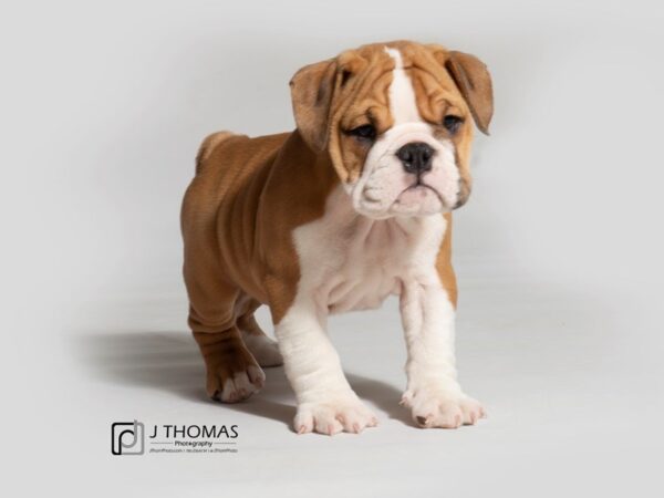 Bulldog DOG Female Red / White 18380 Petland Topeka, Kansas