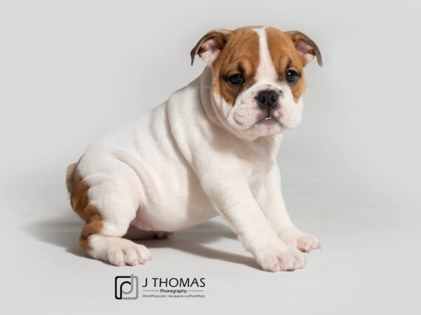 Bulldog DOG Female White / Red 18379 Petland Topeka, Kansas