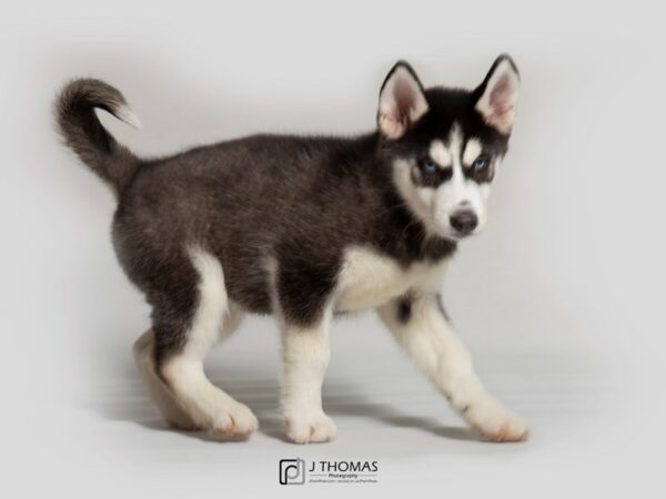 Siberian Husky DOG Female Black / White 18378 Petland Topeka, Kansas