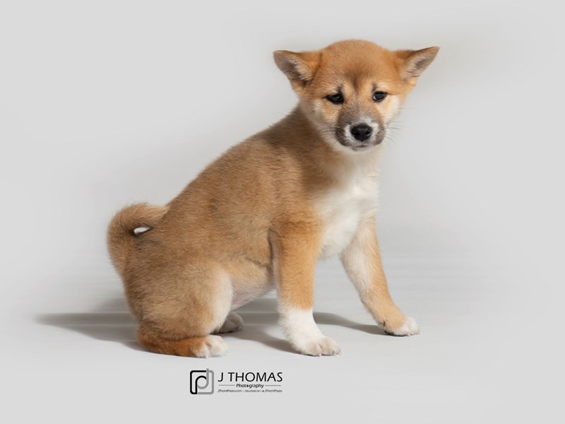 Female sales shiba inu