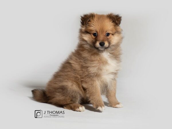 Pomeranian-DOG-Female-Sable-18376-Petland Topeka, Kansas