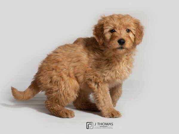 Goldendoodle DOG Female Light Golden 18375 Petland Topeka, Kansas