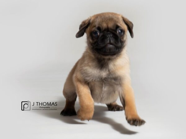 Pug-DOG-Male-Apricot-18374-Petland Topeka, Kansas