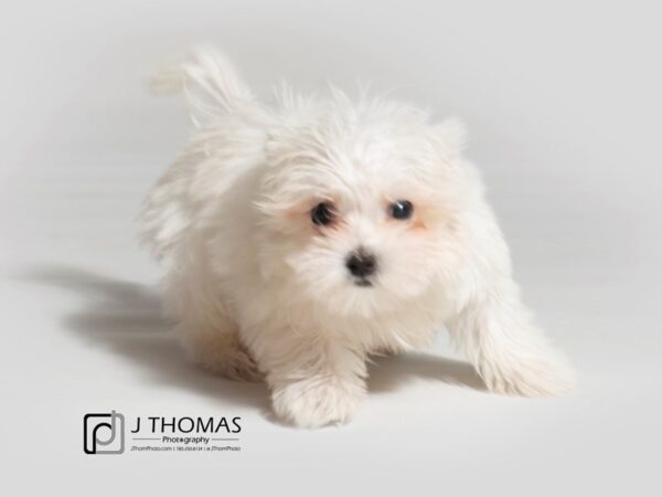 Maltese-DOG-Female-White-18372-Petland Topeka, Kansas