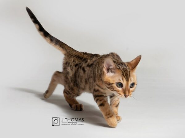 Bengal CAT Male Brown Spotted Tabby 18371 Petland Topeka, Kansas