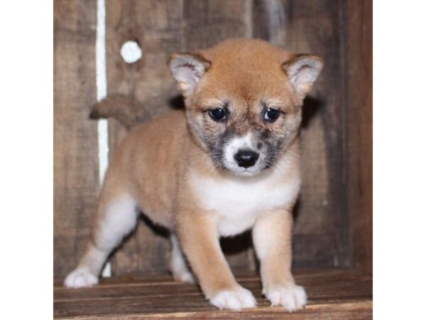 Shiba Inu-DOG-Female-Red-18386-Petland Topeka, Kansas