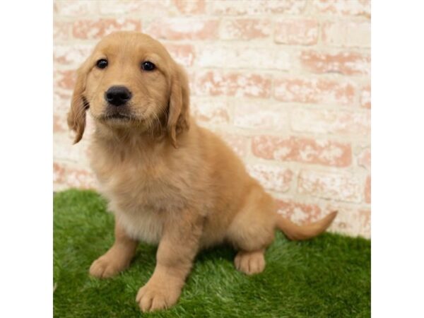 Golden Retriever DOG Female Dark Golden 18385 Petland Topeka, Kansas