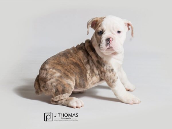 Victorian Bulldog DOG Female Merle 18398 Petland Topeka, Kansas