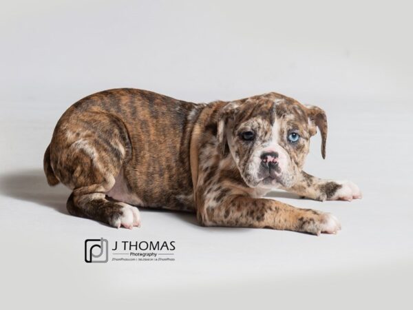 Victorian Bulldog DOG Female 18397 Petland Topeka, Kansas