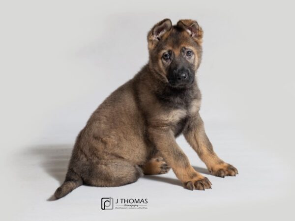 German Shepherd Dog DOG Male Sable 18394 Petland Topeka, Kansas