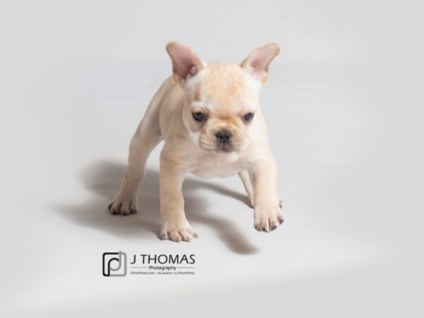 French Bulldog-DOG-Female-Cream-18393-Petland Topeka, Kansas