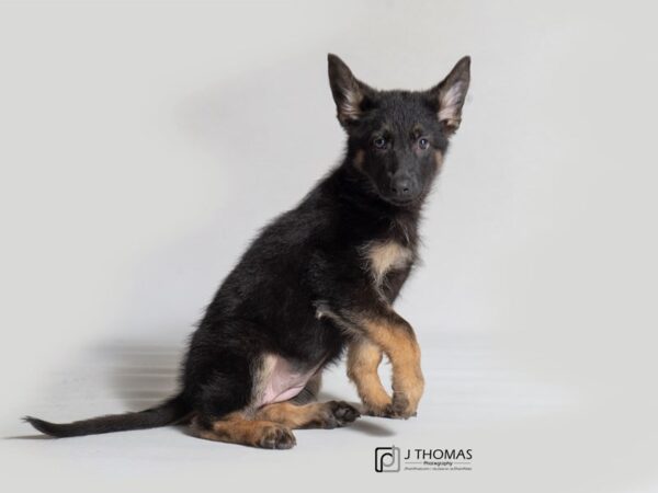 German Shepherd Dog DOG Female Black / Tan 18392 Petland Topeka, Kansas