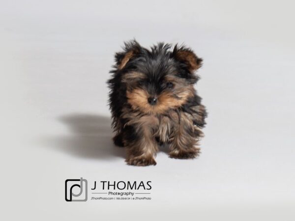 Yorkshire Terrier DOG Female Black / Tan 18391 Petland Topeka, Kansas