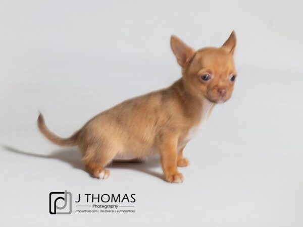 Chihuahua-DOG-Female-Red-18389-Petland Topeka, Kansas