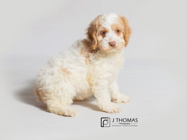 Cock A Poo DOG Female Red / White 18388 Petland Topeka, Kansas