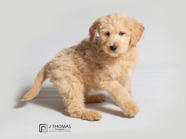 Goldendoodle DOG Female Golden 18387 Petland Topeka, Kansas