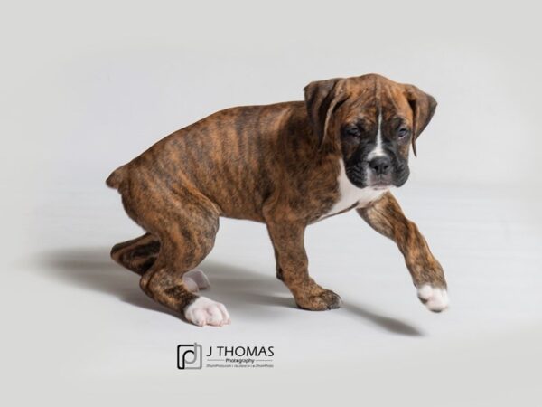 Boxer DOG Female Brindle / White 18382 Petland Topeka, Kansas