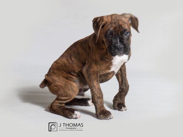 Boxer DOG Male Brindle 18383 Petland Topeka, Kansas