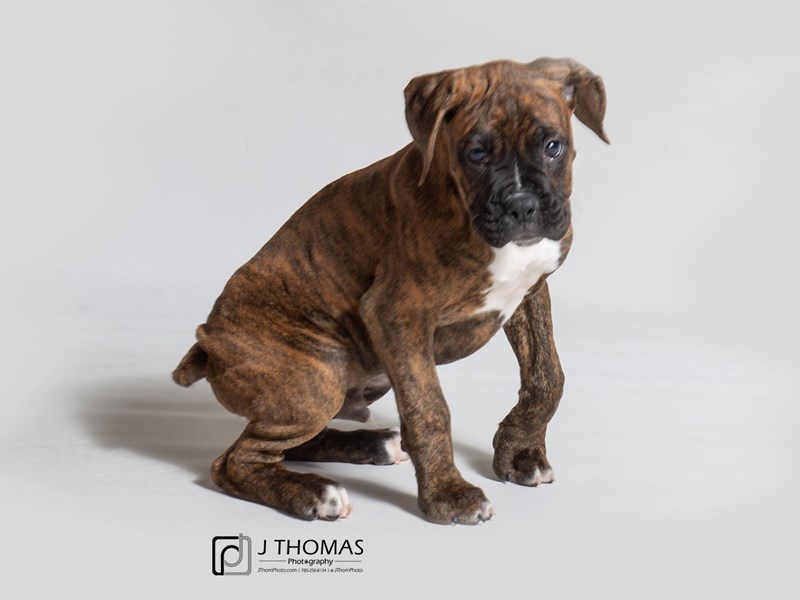 Boxer-DOG-Male-Brindle-2980116-Petland Topeka, Kansas