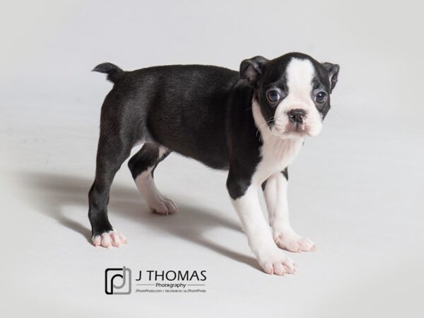 Boston Terrier DOG Female Black / White 18381 Petland Topeka, Kansas