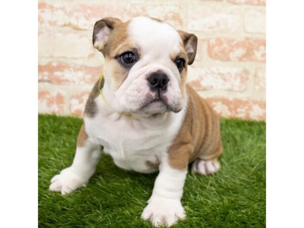 Bulldog DOG Male Red / White 18401 Petland Topeka, Kansas