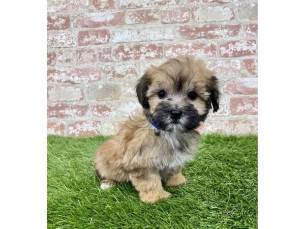 Morkie DOG Female Golden 18407 Petland Topeka, Kansas