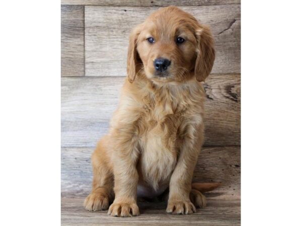 Golden Retriever DOG Female Golden 18409 Petland Topeka, Kansas