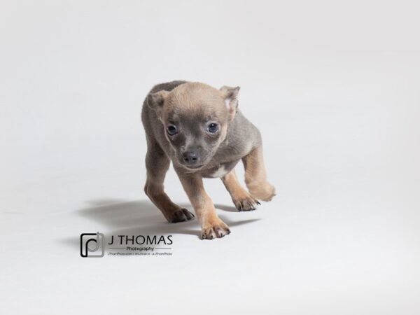 Chihuahua-DOG-Female-Black / Tan-18402-Petland Topeka, Kansas