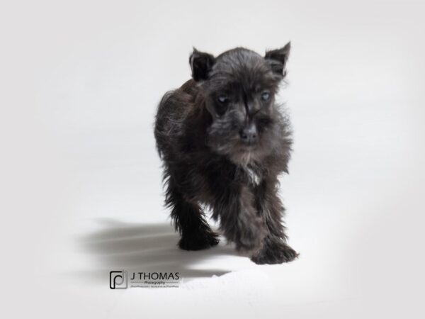 Miniature Schnauzer DOG Female Black 18410 Petland Topeka, Kansas