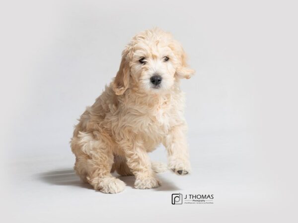 Golden Doodle-DOG-Female--18411-Petland Topeka, Kansas