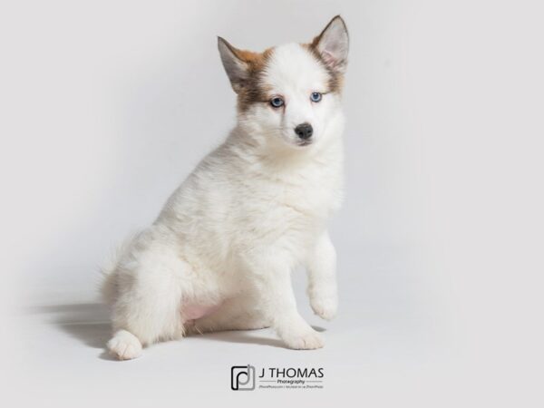 Pomsky DOG Female 18412 Petland Topeka, Kansas