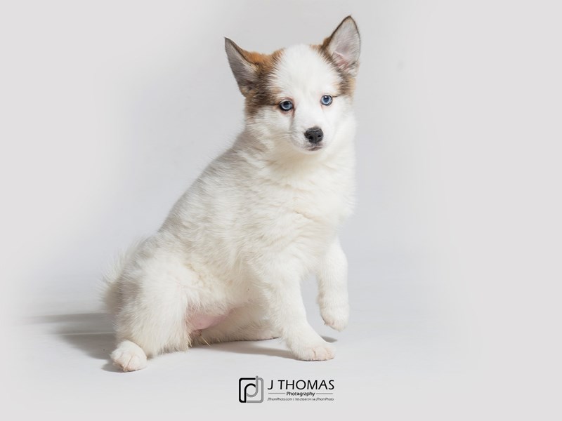 Pomsky-DOG-Female--2990933-Petland Topeka, Kansas