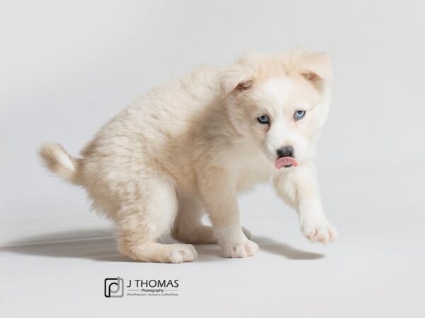 Pomsky DOG Female 18413 Petland Topeka, Kansas