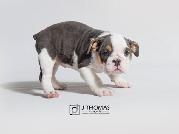 English Bulldog DOG Female 18414 Petland Topeka, Kansas