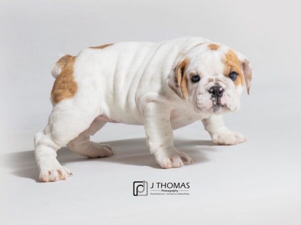 English Bulldog DOG Female 18415 Petland Topeka, Kansas